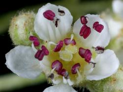 Cotoneaster coriaceus: Flower.
 Image: D. Glenny © Landcare Research 2017 CC BY 3.0 NZ